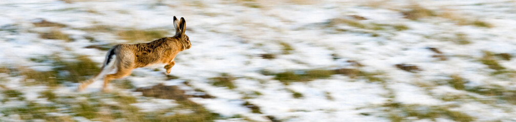 running hare © corepics