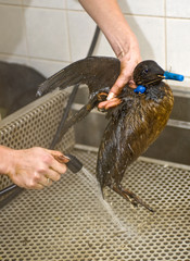 Cleaning an oil bird