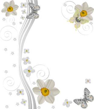 light butterflies and narcissus on white