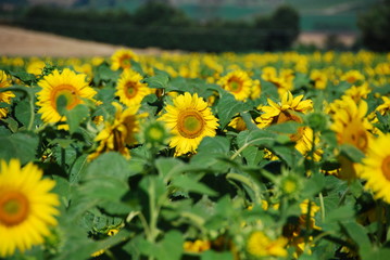 Sunflowers Meadow, Tuscany