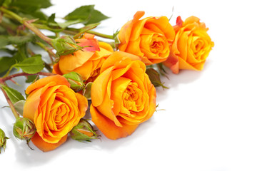 Orange roses