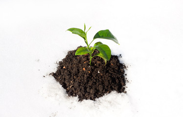 plant growing on white snow