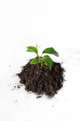plant growing on white snow