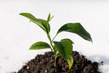 plant growing on white snow