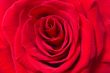 rose background