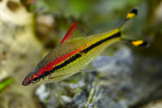 รูปภาพPuntius เลือกดูภาพถ่ายสต็อก เวกเตอร์ และวิดีโอ1,030 Adobe Stock