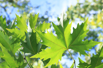 Green platan leaves - 20648380