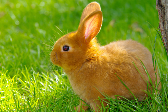 Hase auf der Wiese