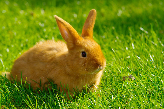 Junger Hase