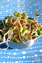 germes de radis noir