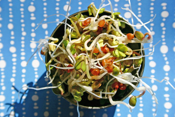 germes de radis noir