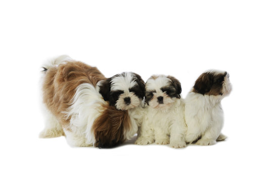 maman shi tzu s'occupant de ses trois b&eacute;b&eacute;s