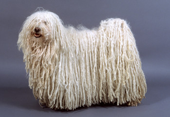 chien pumi blanc debout de profil en position standard