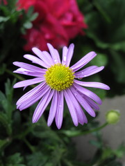 Fototapeta premium fiore