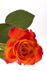orange Rose #3