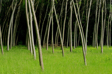 Fototapeta premium alberi 732