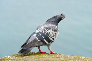 pigeon curious