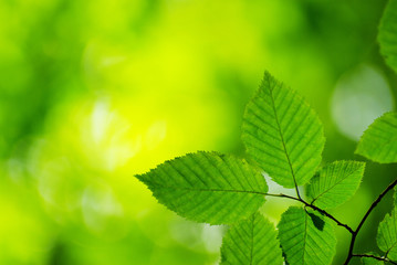 Fototapeta na wymiar green leaves