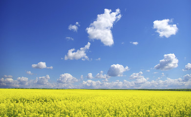 Obraz premium rape field