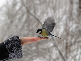 Titmouse bird in hand
