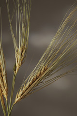 Spighe d orzo - Hordeum vulgare