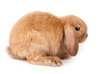lop-rabbit, Miniature Lop (Oryctolagus cuniculus)