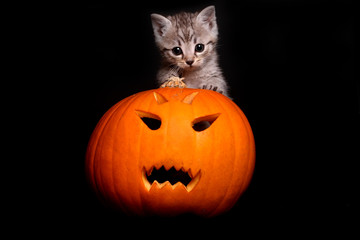 Halloween Katze