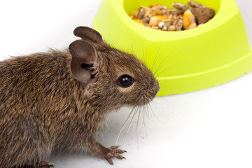 Common Degu, Brush-Tailed Rat, Octodon degus