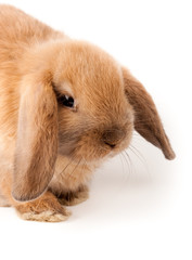 lop-rabbit, Miniature Lop (Oryctolagus cuniculus)