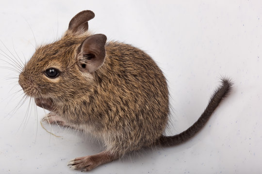 Common Degu, Brush-Tailed Rat, Octodon degus