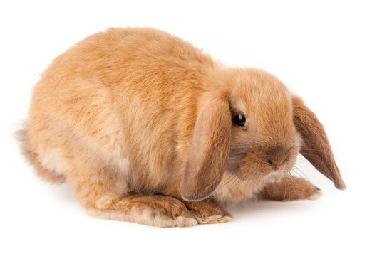 Lop Rabbit All Lop-Rabbit Images – Browse 11 Stock Photos, Vectors, and Video | Adobe ...