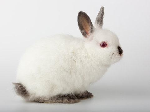 dwarf rabbit, Oryctolagus cuniculus