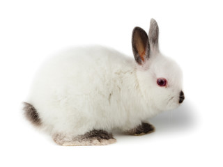 dwarf rabbit, Oryctolagus cuniculus