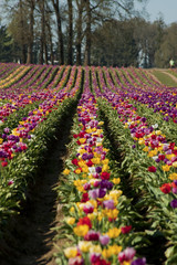 Tulip fields
