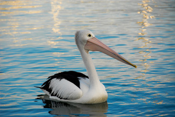Pelican