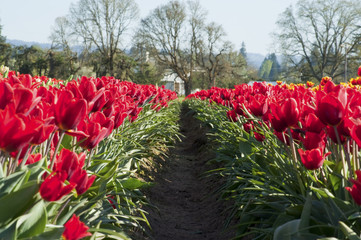 Tulip fields
