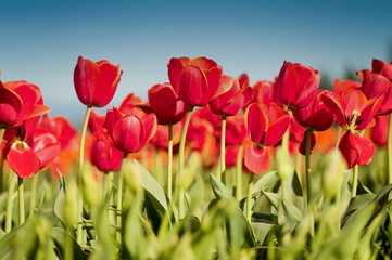 Red tulips