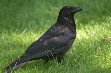 Krähe