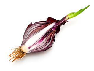 red onion sprouts