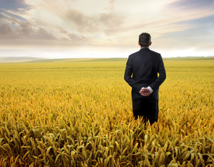 Golden field © olly