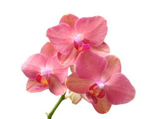 Naklejka na ściany i meble Pink orchid isolated