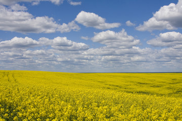 Obraz premium Rape field