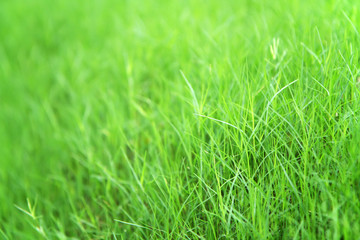 Fototapeta premium Grass Meadow Field with selective focus.
