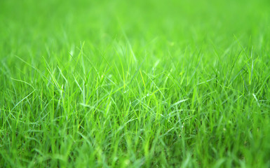 Fototapeta premium Grass Meadow Field with selective focus.
