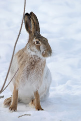 Naklejka premium Hare
