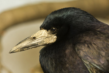 rook ( Corvus frugilegus) portrait