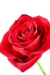 Naklejka premium Rote Rose zur Dekoration auf weissen Hintergrund