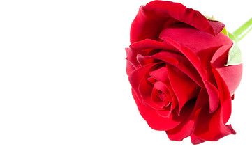 Rote Rose zur Dekoration auf weissen Hintergrund