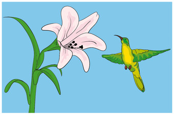 Fototapeta na wymiar Hummingbird getting nectar from a lilly flower
