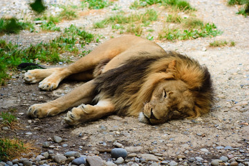 Lion relaxing